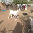 هولنديه رباع