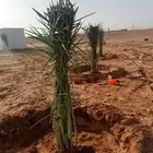 يوجد لدينا جميع ارسل نخيل