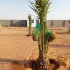 نخل مثمر نخيل نقايل صقعي خلاص سكري شيشي خضري صفري مجدول