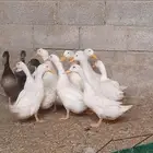 بط زبح وتربيه