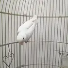 ذكر روز منتج