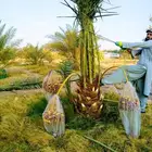 نخل مثمر نخيل نقايل للبيع واشنطني اخلاص سكري برحي صقعي شيشي