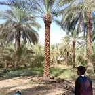 نخيل طويل 6متر وا7متر تكريب هلال