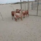 العدد 4 جفار 3 واصله على ولاده وتيس فحل حار