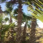 نخيل عربي واشنطني جميع المقاسات