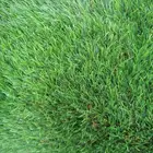 ثيل صناعي عشب