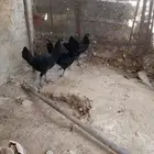 السلام عليكم ورحمه الله وبركاته للبيع دجاج العدد ثنتين