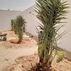 نخيل نقايل جثايث فسائل نخل مثمر للبيع خلاص شيشي رشودي خضري م