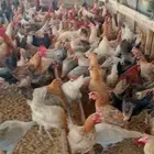 دجاج بلدي بياض وديوك