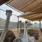 دهن نعام أفريقي لأمراض العظام بدون مقابل