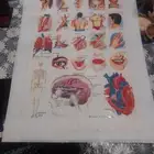 وسائل تعليمية.اسماء اعضاء واجزاء الجسم انجليزي وعربي واكثر