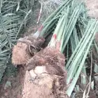 نخل فسائل