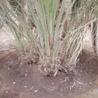 نخل نوايع نوادر