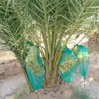 نخل مثمر للبيع خلاص صقعي برحي شيشي هلالي سكري منيفي