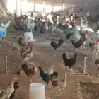بسم الله ما شاء الله دجاج بياضي صحه متعافيه وجميع التحصينات
