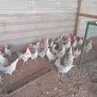 دجاج وديوك فيومي المنيوم توب التوب