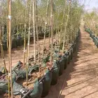 اشجار البر سونيه للبيع كيس 75 لتر