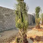 نخل مثمر عربي وواشنطني مجدول صقعي سكري برحي سلاطين غر