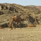 ناقه جزر ثاني ولده