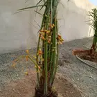 توريد نخل بيشه مثمر تثليث خيبر الجنوب طريب تثليث