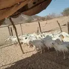 رخال رفيدي جذعاة بلدي