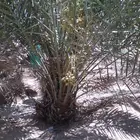 نخل وادي الدواسر اخلص الوادي وخلص الحسا