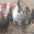 دجاج بلدي ودجاج حبشي للبيع