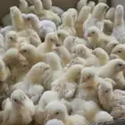 صوص لاحم روس للبيع