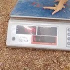 دجاج اللاحم