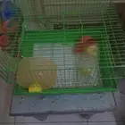قفصين للبيع