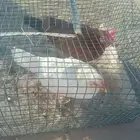 ظجاج بلظي