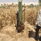 يوجد مجذره سكري وبرحي وخلاص وايوجد فسايل تقلع من الام بنفس