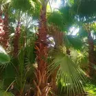 نخل نخيل واشنطني ابومروحة درجه اولى
