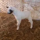 تيس اكحل فاخر صنف الصنف