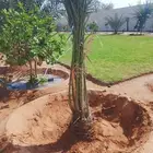 السلام عليكم ورحمة الله وبركاته يتوفر لدينا نخيل عربي للبيع