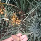 يوجد نخيل البيع القصيم اسعرنا معقوله نخل علااشراط