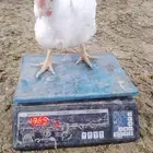 دجاج لاحم حي