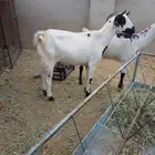 ماعزمد وجروم دفيع الموقع العيدابي