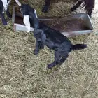 تيس داغور للبيع