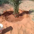 نخل للبيع المزاحمية الجله تبراك الرين القويعية