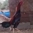 دجاج شامو سندي