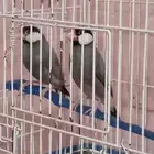 زوج جاوة - للبيع