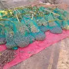 يوجد لدينا تمور فاخره