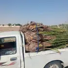 جميع انواع النخيل العربي ولواشنطني وفسايل خلاص