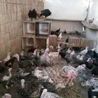 رومي عمره ثلاث شهور