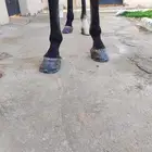 بيطار خيول