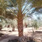 يتوفر جميع انواع الفسائل للبيع