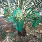 نخل نخيل مثمر جثايث نقايل فروخ نخيل واشنطني زينه