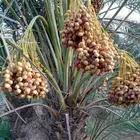 نخل اخلاص سكري برحي صقعي مجدول شيشي خضري دخيني للبيع