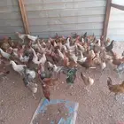 دجاج وديوك بلدي بشاير رماح